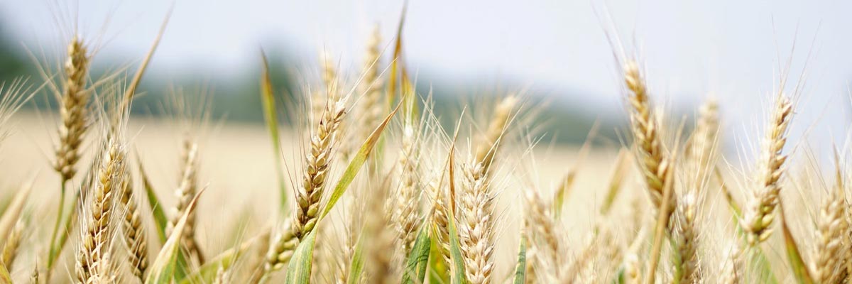culture de blé