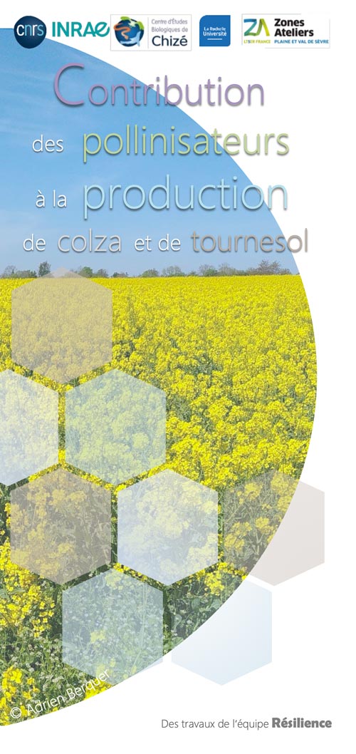 Contribution-des-pollinisateurs-à-la-production-de-colza-et-de-tournesol