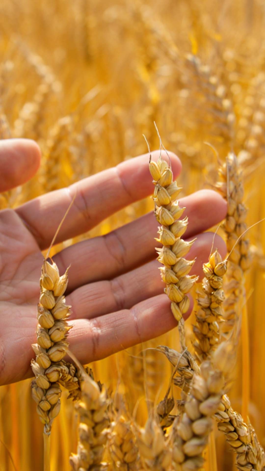 agriculture-et-santé